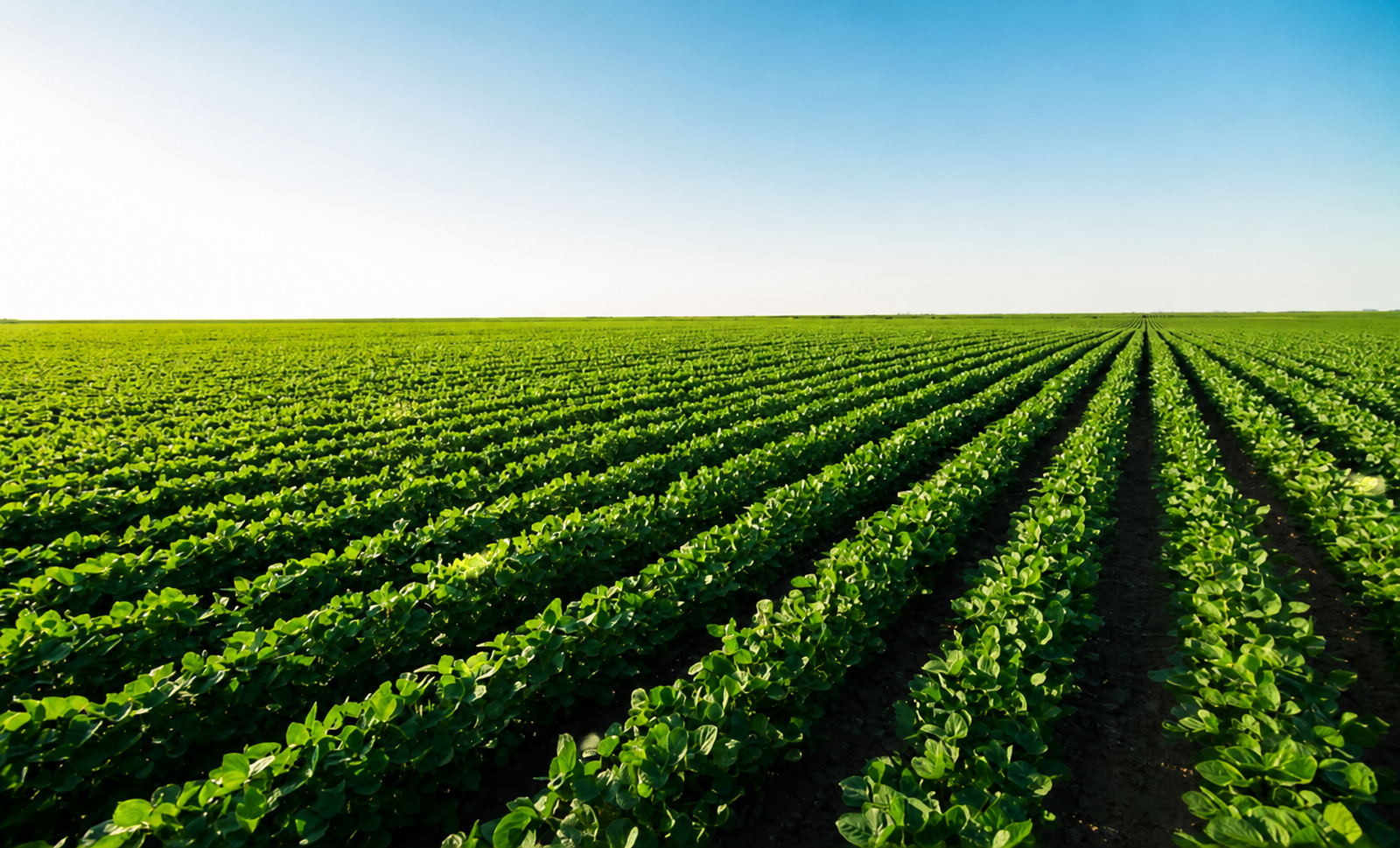 Linhas de uma lavoura cultivada vistas em perspectiva